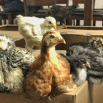 Flock Swap Chickens